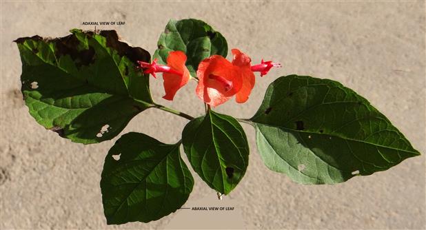 Holmskioldia sanguinea